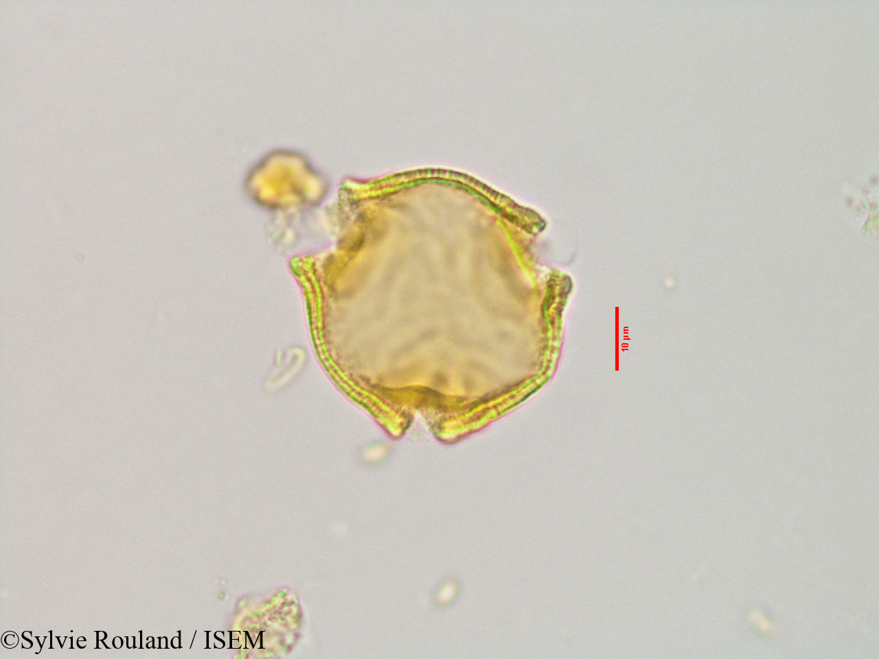 Sylvie.Rouland/Gaertnera_sp._2873/Gaertnera_sp._2873_0003(copy).jpg