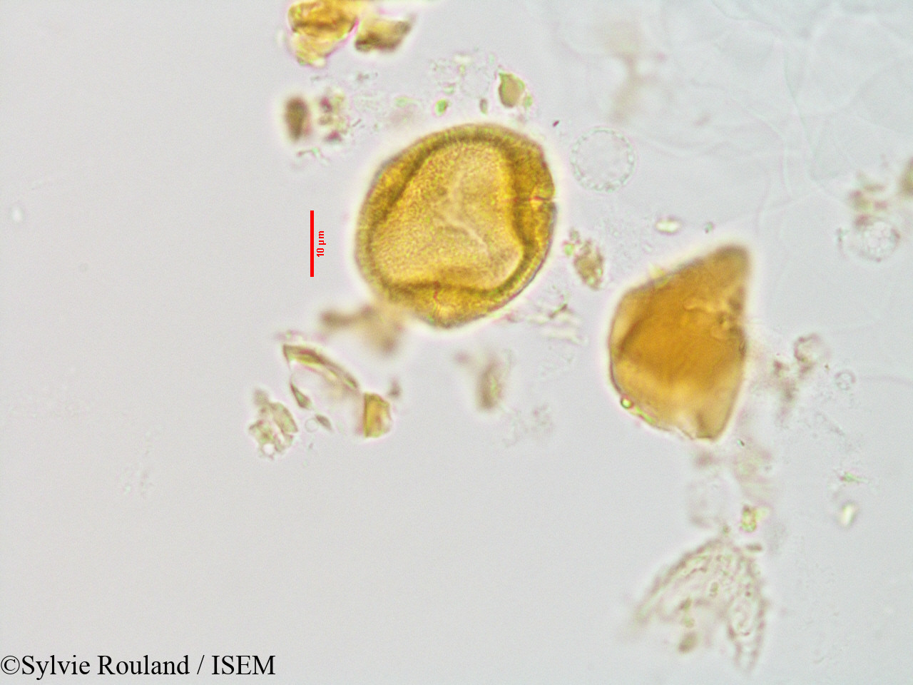 Sylvie.Rouland/Gaertnera_sp._2873/Gaertnera_sp._2873_0005(copy).jpg
