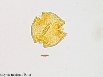 Gaertnera - lame n° 3199