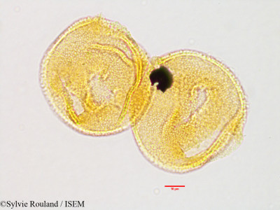 Gaertnera - lame n° 3199