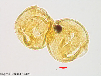 Gaertnera - lame n° 3199