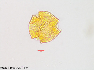 Gaertnera - lame n° 3199