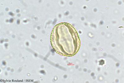 Sylvie.Rouland/Galactia_longifolia_5692/Galactia_longifolia_5692_0001(copy)_thumb.jpg