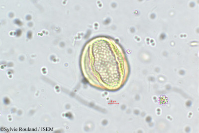 Galactia longifolia - lame n° 5692