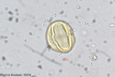 Galactia longifolia - lame n° 5692