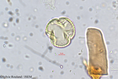 Galactia longifolia - lame n° 5692