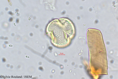 Galactia longifolia - lame n° 5692