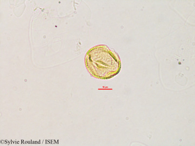 Sylvie.Rouland/Galactia_tenuiflora_2784/Galactia_tenuiflora_2784_0001(copy)_thumb.jpg