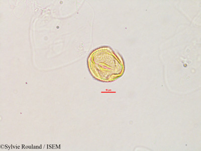 Galactia tenuiflora - lame n° 2784