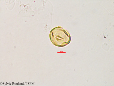 Galactia tenuiflora - lame n° 2784