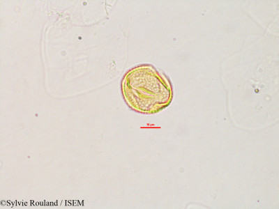 Galactia tenuiflora - lame n° 2784