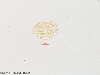 Galactia tenuiflora - lame n° 2784