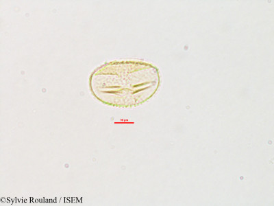 Galactia tenuiflora - lame n° 2784