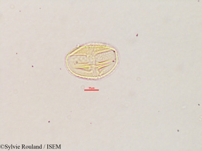 Galactia tenuiflora - lame n° 2784