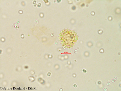 Sylvie.Rouland/Galinsoga_parviflora_4079/Galinsoga_parviflora_4079_0001(copy)_thumb.jpg