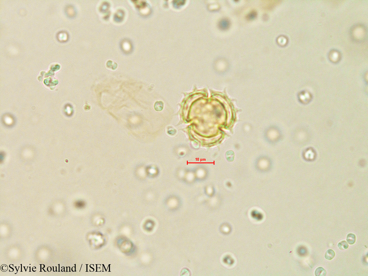 Sylvie.Rouland/Galinsoga_parviflora_4079/Galinsoga_parviflora_4079_0002(copy).jpg
