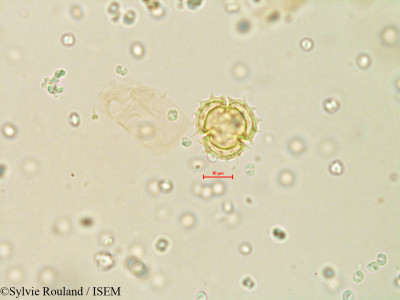 Galinsoga parviflora - lame n° 4079