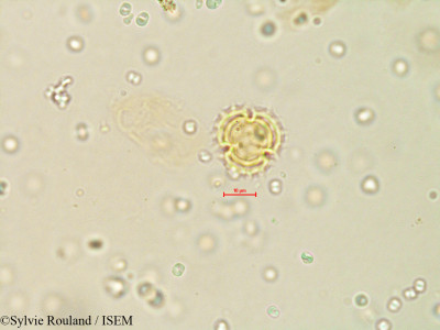 Galinsoga parviflora - lame n° 4079