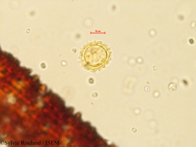 Galinsoga parviflora - lame n° 4079