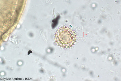 Sylvie.Rouland/Galinsoga_quadriradiata_5899/Galinsoga_quadriradiata_5899_0001(copy)_thumb.jpg