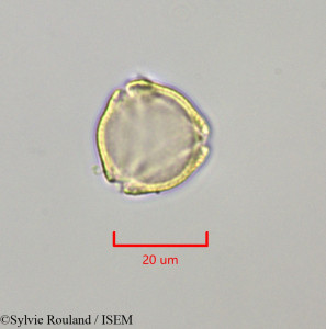 Sylvie.Rouland/Galphimia_gracilis_47269/Galphimia_gracilis_47269_0001(copy)_thumb.jpg