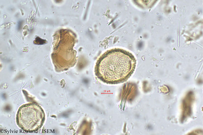 Garcinia cambogia - lame n° 5417