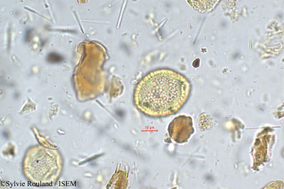 Garcinia cambogia - lame n° 5417