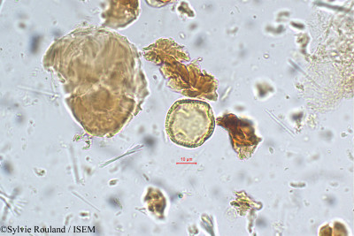 Garcinia cambogia - lame n° 5417