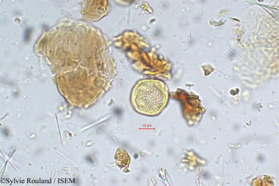 Garcinia cambogia - lame n° 5417