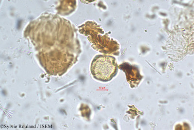 Garcinia cambogia - lame n° 5417