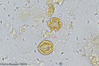 Sylvie.Rouland/Garcinia_mannii_250/Garcinia_mannii_250_0001(copy)_thumb.jpg