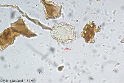 Sylvie.Rouland/Garcinia_wightii_5485/Garcinia_wightii_5485_0001(copy)_thumb.jpg