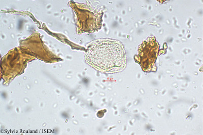 Garcinia wightii - lame n° 5485