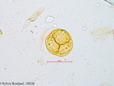 Sylvie.Rouland/Gardenia_gummifera_4965/Gardenia_gummifera_4965_0001(copy)_thumb.jpg