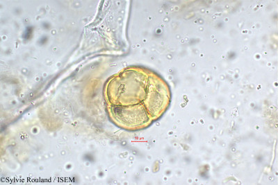 Sylvie.Rouland/Gardenia_resinifera_5344/Gardenia_resinifera_5344_0001(copy)_thumb.jpg