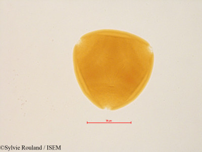 Sylvie.Rouland/Gayophytum_racemosum_4847/Gayophytum_racemosum_4847_0001(copy)_thumb.jpg