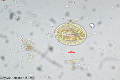 Geissaspis cristata - lame n° 5305