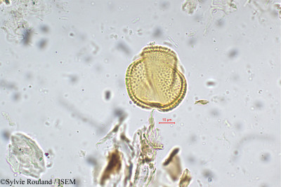 Geissaspis cristata - lame n° 5305