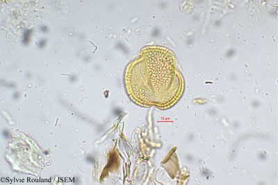 Geissaspis cristata - lame n° 5305