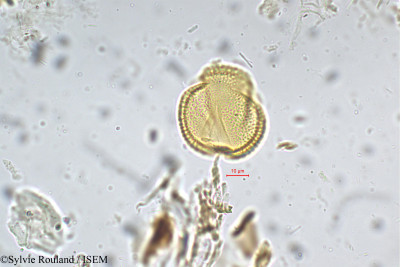 Geissaspis cristata - lame n° 5305