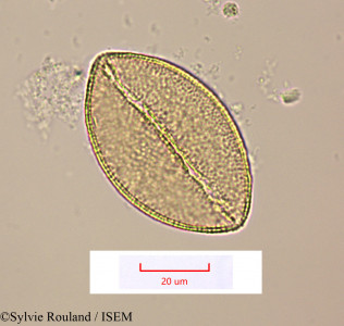 Sylvie.Rouland/Geissorhiza_bojeri_1514/Geissorhiza_bojeri_1514_0001(copy)_thumb.jpg