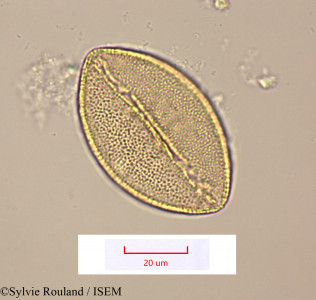 Geissorhiza bojeri - lame n° 1514