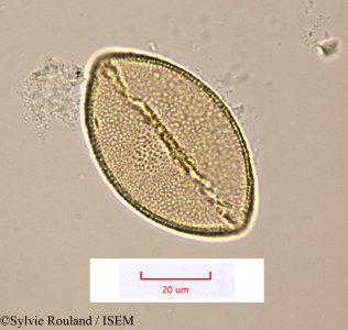 Geissorhiza bojeri - lame n° 1514
