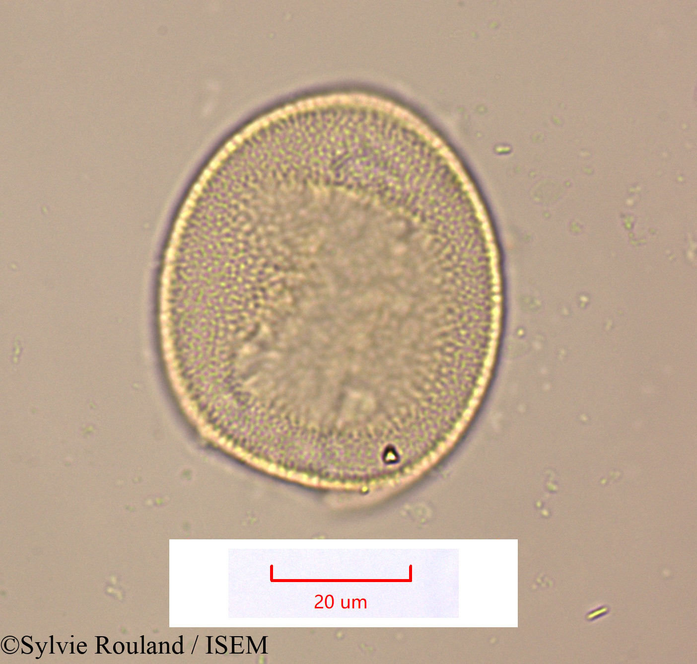 Sylvie.Rouland/Geissorhiza_bojeri_1514/Geissorhiza_bojeri_1514_0004(copy).jpg