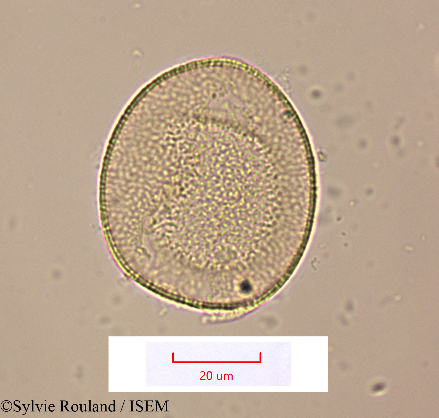 Sylvie.Rouland/Geissorhiza_bojeri_1514/Geissorhiza_bojeri_1514_0005(copy).jpg