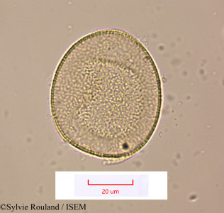 Geissorhiza bojeri - lame n° 1514