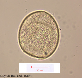 Geissorhiza bojeri - lame n° 1514
