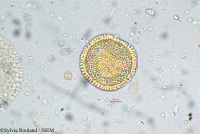 Sylvie.Rouland/Gelonium_lanceolatum_5798/Gelonium_lanceolatum_5798_0001(copy)_thumb.jpg