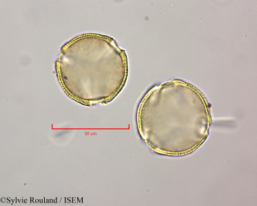 Sylvie.Rouland/Gelsemium_rankinii_47207/Gelsemium_rankinii_47207_0001(copy)_thumb.jpg