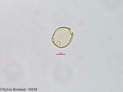 Sylvie.Rouland/Geniostoma_borbonicum_3206/Geniostoma_borbonicum_3206_0001(copy)_thumb.jpg